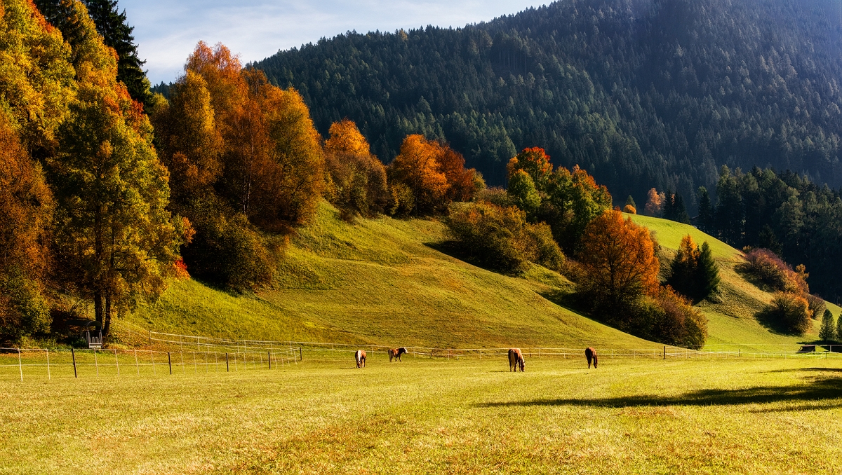 DSC_4090PanMinD.jpg - W drodze w Dolomity - gdzies w Austrii