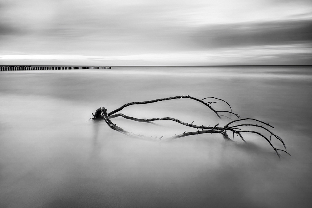 DSC_2206BWkmin2.jpg - * Wyrzutek  *