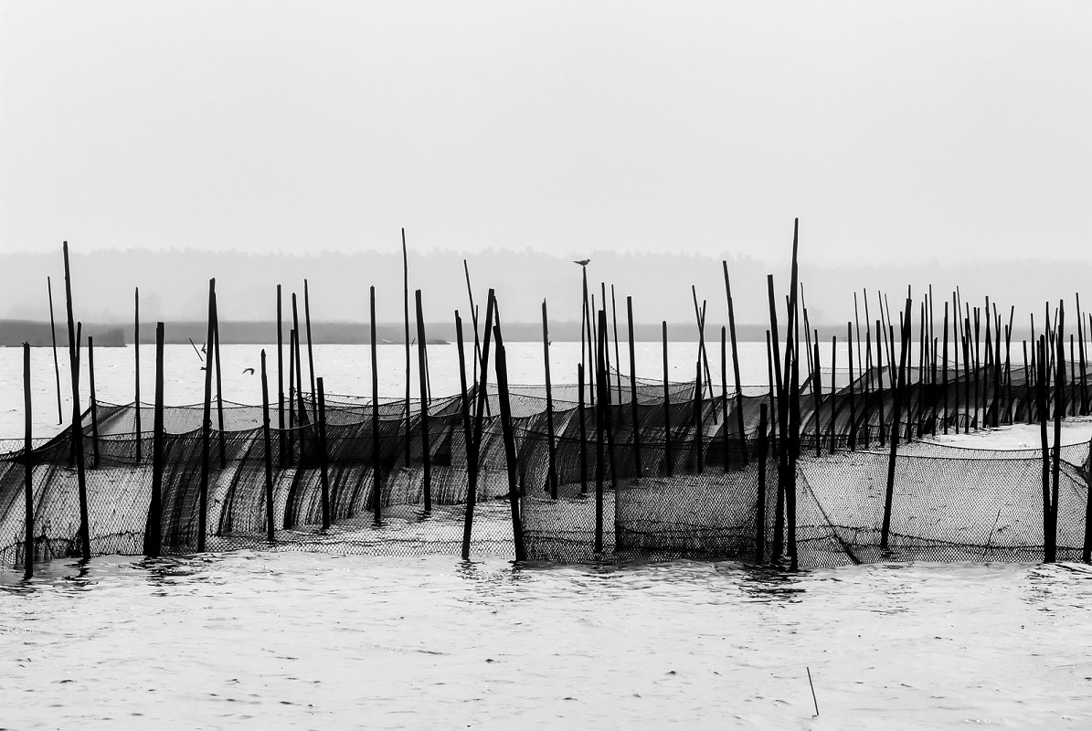 DSC_6901bwMinD.jpg - Sieci - Leba