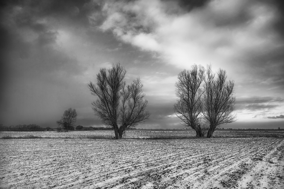 _DSC9521BWAMinD.jpg - Zimowe wierzby