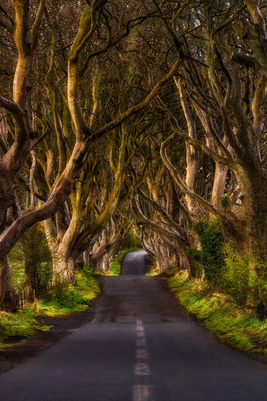 DSC_5412NowyPionKMin.jpg - The Dark Hedges