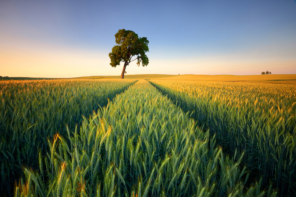 DSC_0616k1min.jpg - * Dojrzewanie Chleba * dnia 22 07 2013 fotografia została wyrozniona tyulem "Fotografii Tygodnia" na portalu Digital Photographer http://www.dphotographer.co.uk/image/322450/maturation_of_bread. oprocz tego  23 06 2013 fotografia otrzymała miano " Fotografii dnia " na portalu Ateliora http://www.ateliora.com/pl/fotografia-dnia/2013-06-23