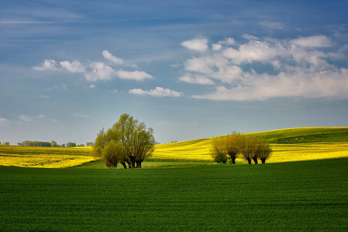 DSC_079minD.jpg - Wiosna