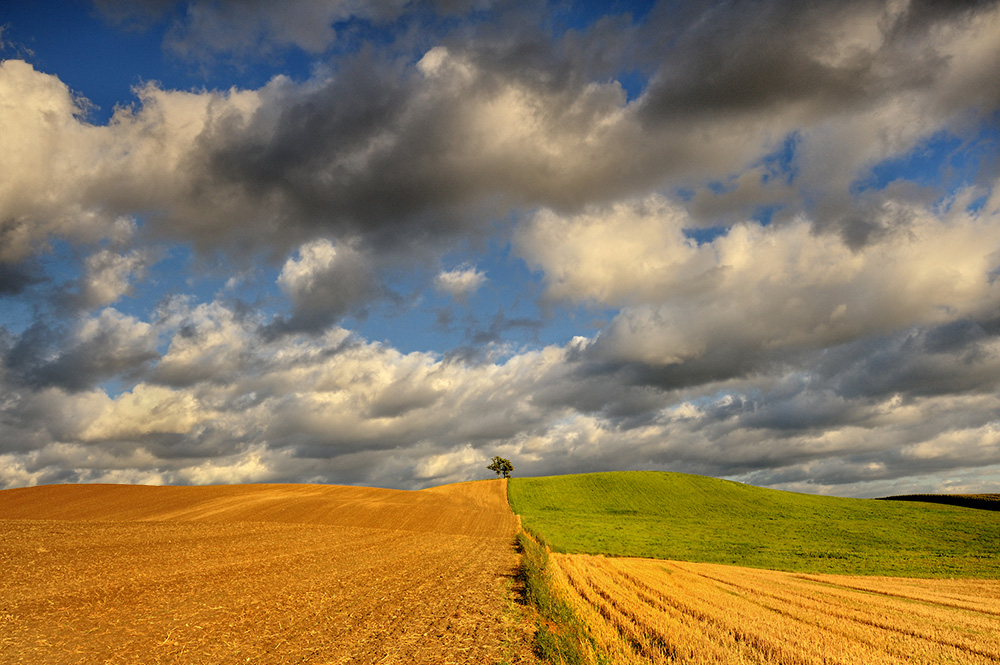 DSC_2655org2m.jpg - * W polu *