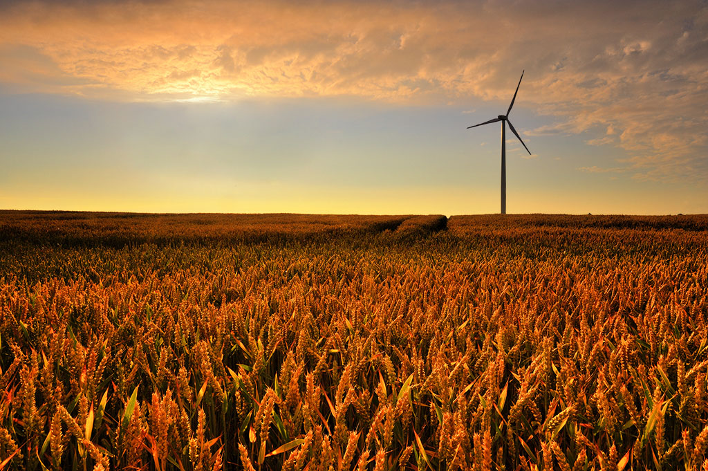 DSC_4589kkkaMin.jpg - * W zbozu *