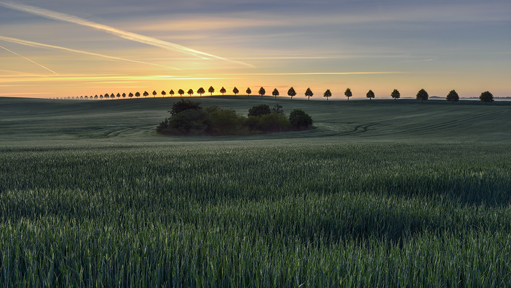 DSC_7199k5aPanoramaMin.jpg - * Aleja * 06 10 2016 fotografia dotarla do finału ( dziesiec fotografii ) VI edycji Eko Mutimedialnego Konkursu "Dobry dla przyrody dobry dla siebie" bierze udział w wystawie pokonkursowej http://www.ekomultikonkurs.pl/glosowanie-viii-edycja/......listopad 2016 fotografia w plebistycie portalu Nikoniarze.pl zdobyła nominacje do kalendarza na 2017rok ......12 06 2016 wyroznienie w II Edycji konkursu Finer Art Photography Awards http://fineartphotoawards.com/…/fapa-2015…/amateur/landscape......."Aleja" znalazla sie w  pazdziernikowym nr magazynu Poznaj Świat 2015, w dziale "Najlepsze zdjecia naszych czytelnikow"........ fotografia najlepsza z najlepszych w m-cu grudniu 2016 w konkursie CEWE http://contest.cewe-fotoksiazka.pl/beautiful-world-2016/pl_pl/monthly-winners....... 01 06 2015 fotografia została uhonorowana tytułem "Zdjecie Tygodnia" na portalu SwiatObrazu.pl http://www.swiatobrazu.pl/zdjecie-tygodnia-32289.html,.......30 10 2015 została laureatem V Edycji konkursu ASF International Fine Art Photography w kategorii Natura, http://asfashion.eu/portfolia/v-edycja-konkursu