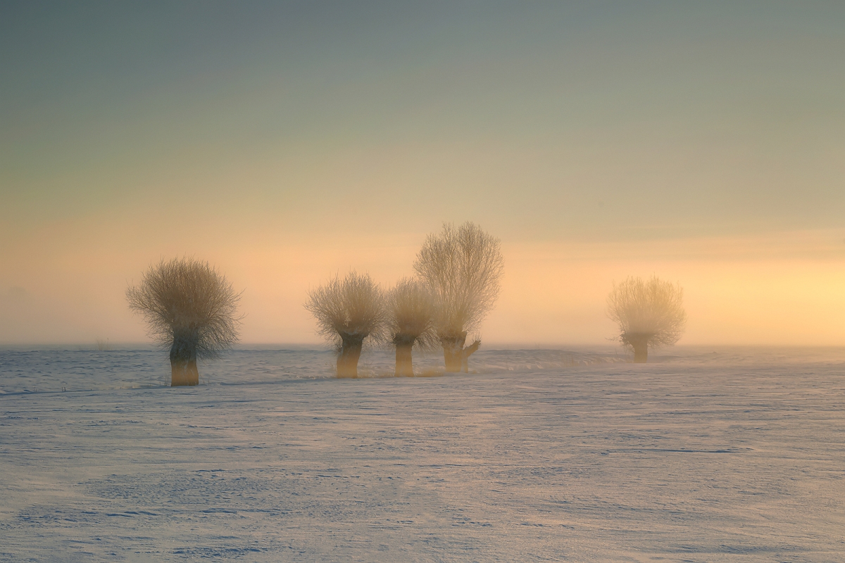 FIELD WILLOWS.jpg - Mrozny poranek
