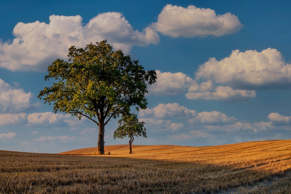 _DSC0091MinDk.jpg - Po zniwach