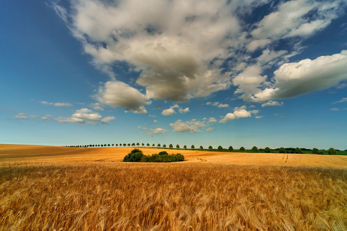 _DSC0760wyjscMinD.jpg - Przed zniwami - Niemcy