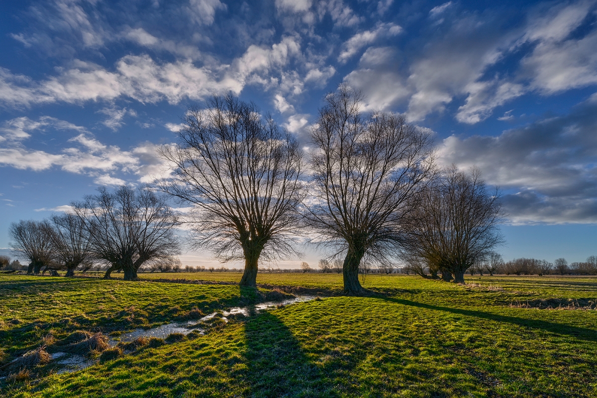 _DSC5570MinD.jpg - Zuławskie wierzby
