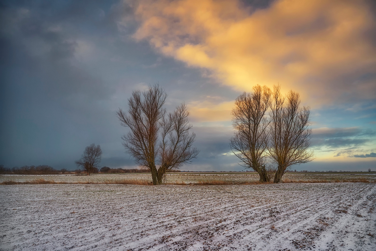 _DSC9521orgMIND.jpg - Zimowe wierzby