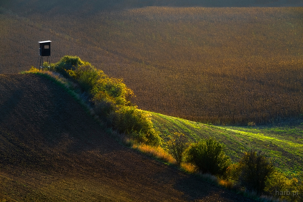 DSC_3750min.jpg - Ambona