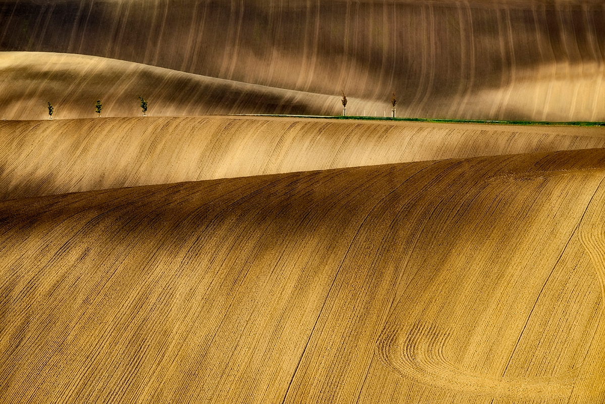 DSC_4011PminDB.jpg - Morawy 2017