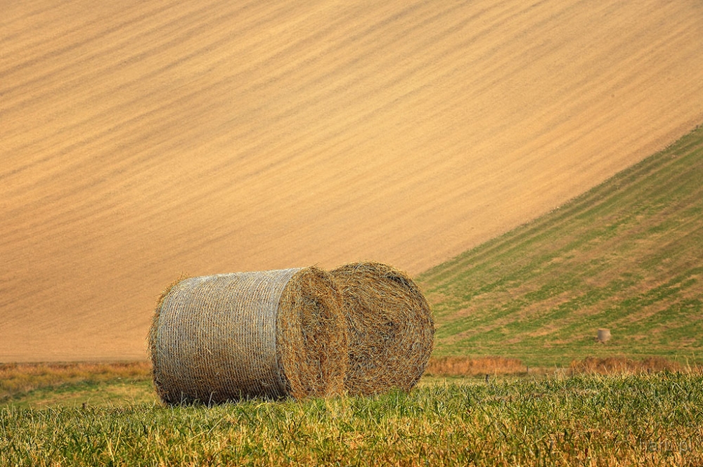 DSC_5608.jpg - * Morawy, pazdziernik 2010 *