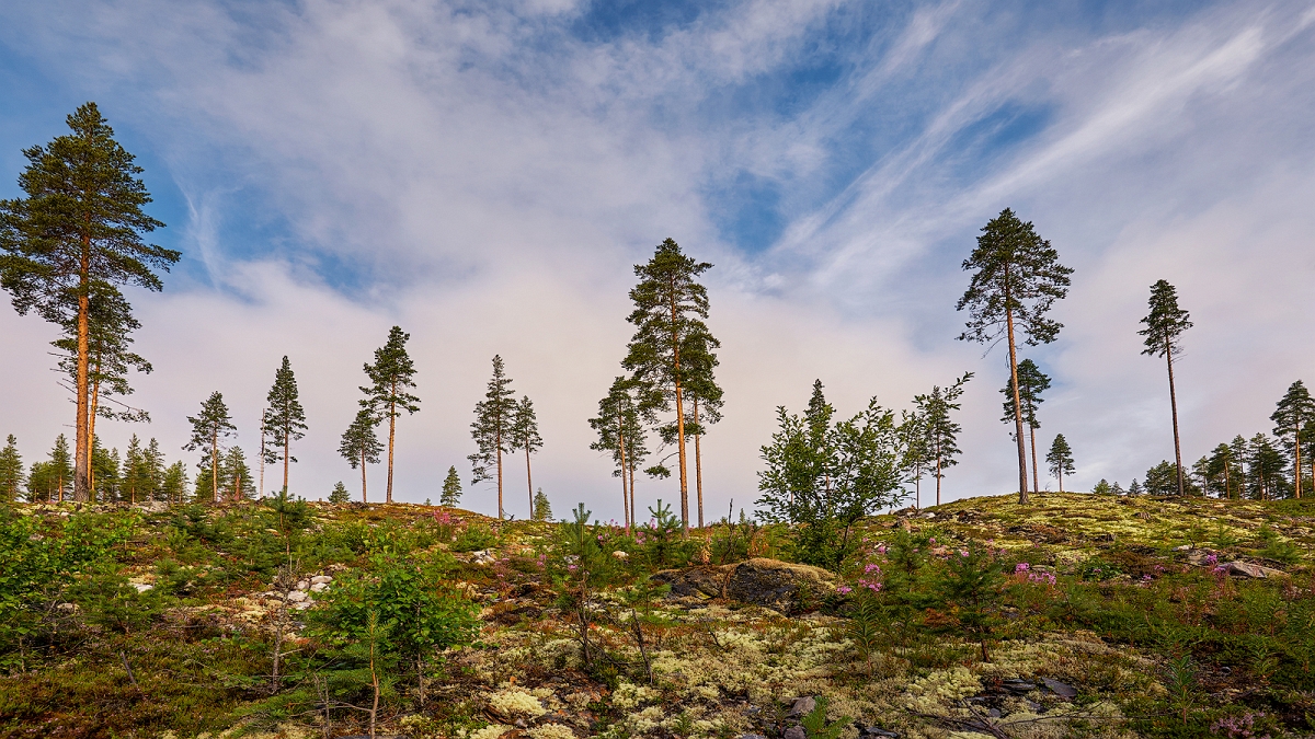 DSC_3069MinD.jpg - Tundra