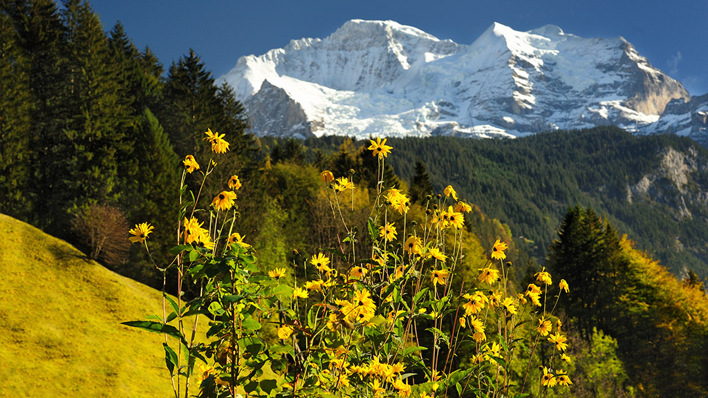 DSC_2121Panorma 2m.jpg - * W Alpach *