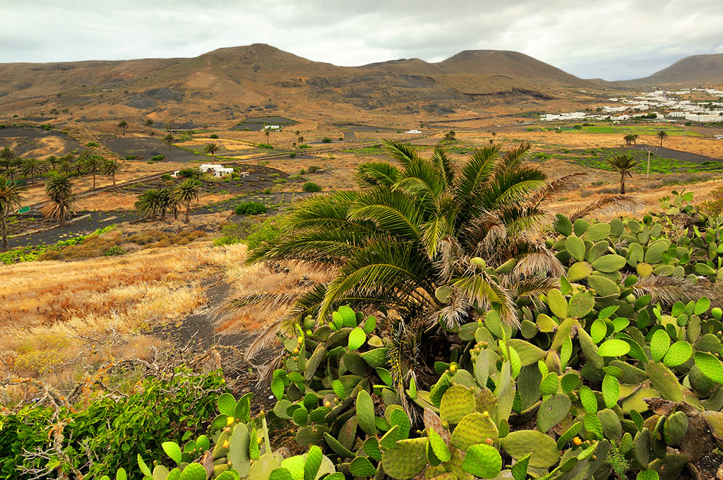 DSC_2381min.jpg - Lanzarote, na pierwszym planie kwitnace opuncje , w glebi uprawy bardzo rzadkie na tej wyspie