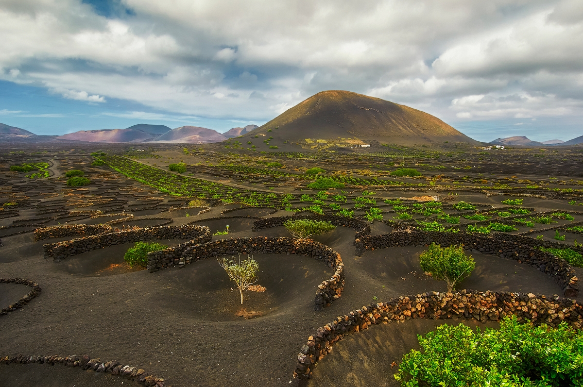 DSC_2435BMinD.jpg - Lanzarote, uprawa winorosli - w głebi uspione wulkany