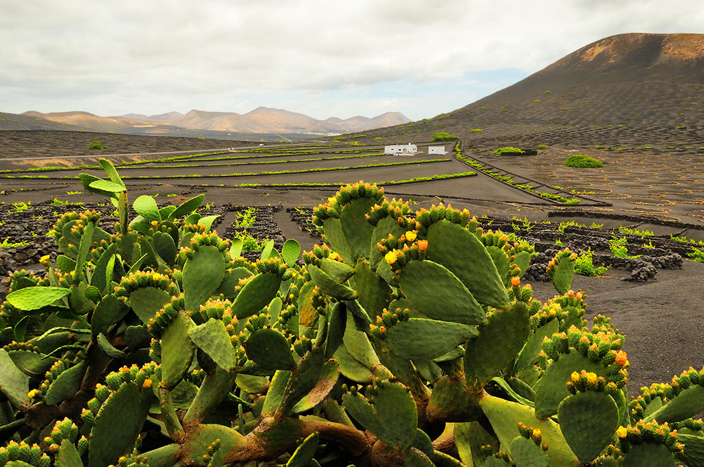 DSC_2458min.jpg - Lanzarote, uprawa winorosli, na pierwszym planie kwitnace opuncje