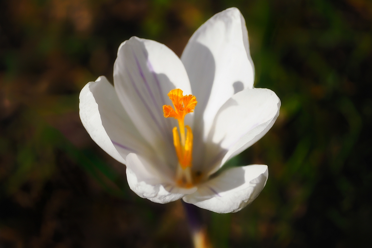 _3270449MinD.jpg - Krokus