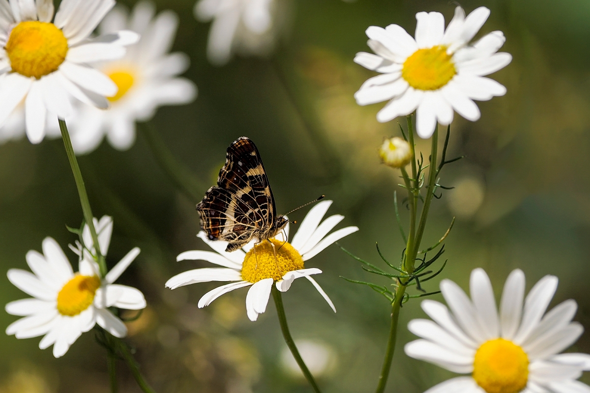 _6290884MinD.jpg - Rusałka kratkowiec