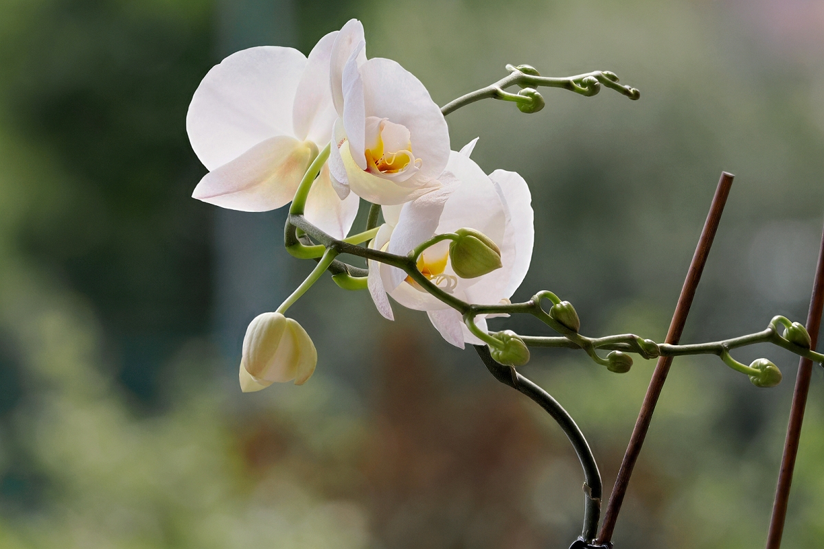 _7230104MinD.jpg - Z ogrodu natury - Orchidea