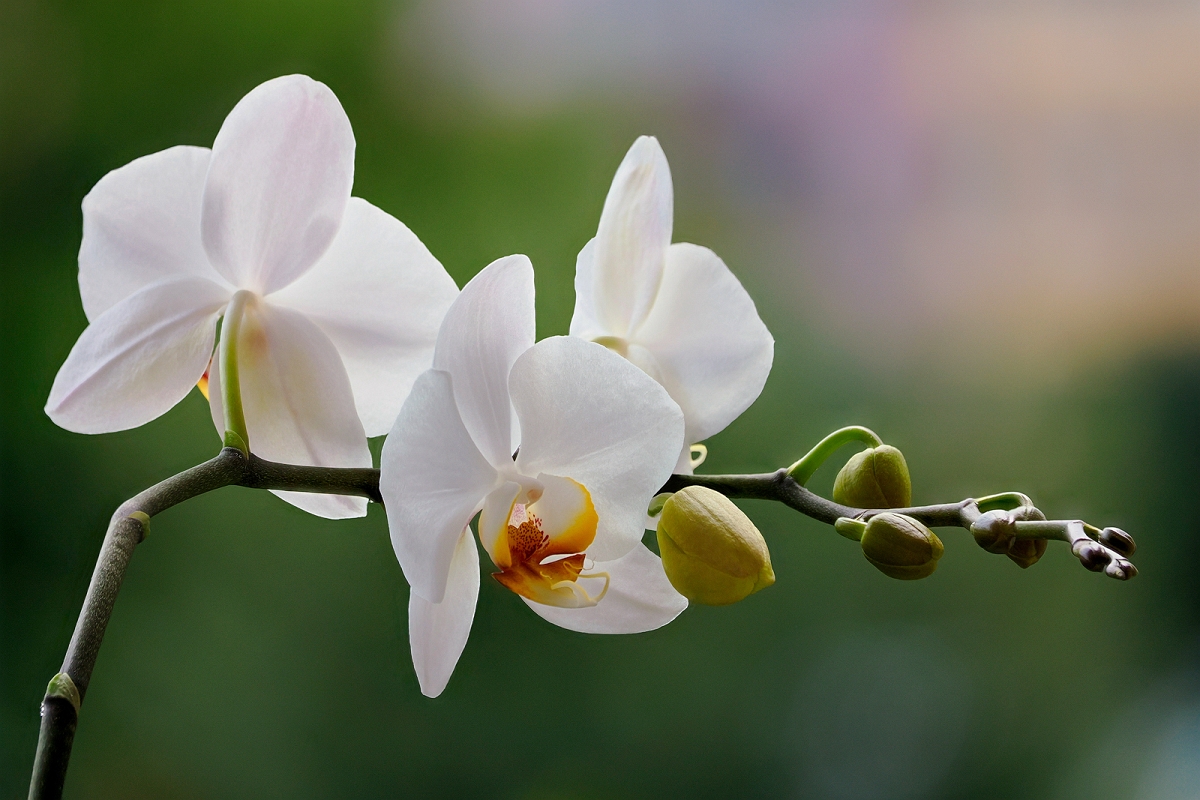 _7230113AMinD.jpg - Z ogrodu natury - Orchidea