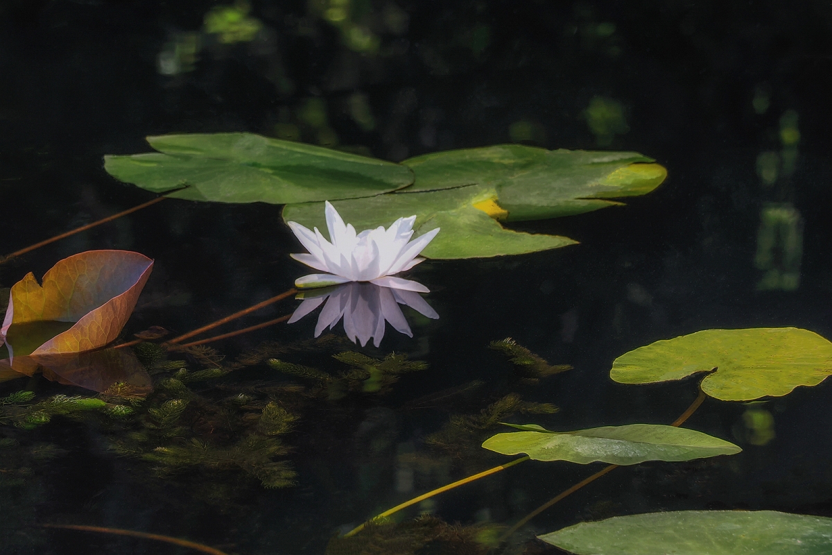 _7290128AminDkC.jpg - Nenufary