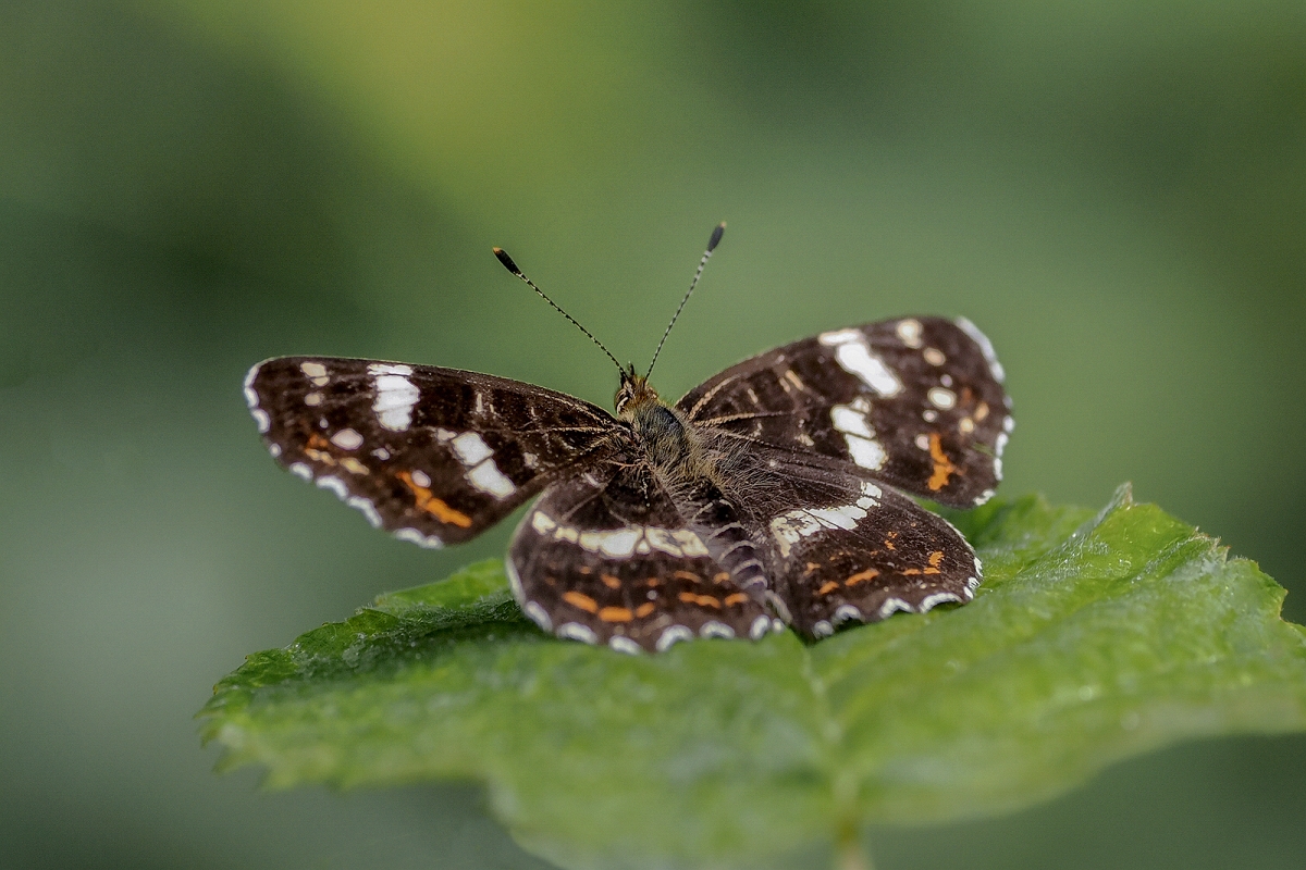 _8050909KMinD.jpg - Pokłonnik kamilla (Limenitis camilla)