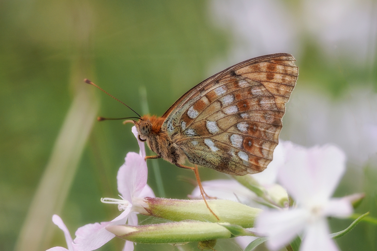_8051076KMinD.jpg - Perłowiec  dostojka   ( Argynnis adippe ).