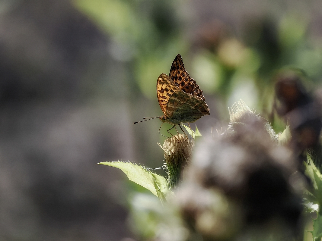 _8121778AMinDA.jpg - Perłowiec dostojka  malinówka ( Argynnis paphia ).
