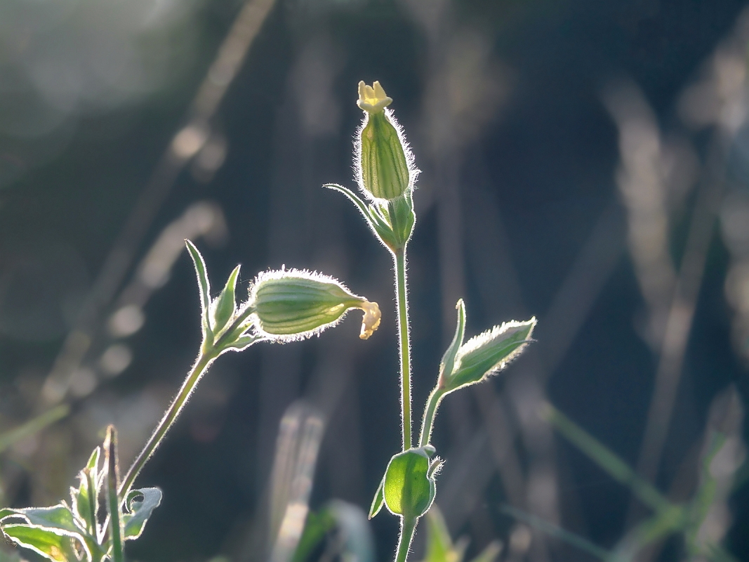 _8220183AostMinD.jpg - Z ogrodu natury