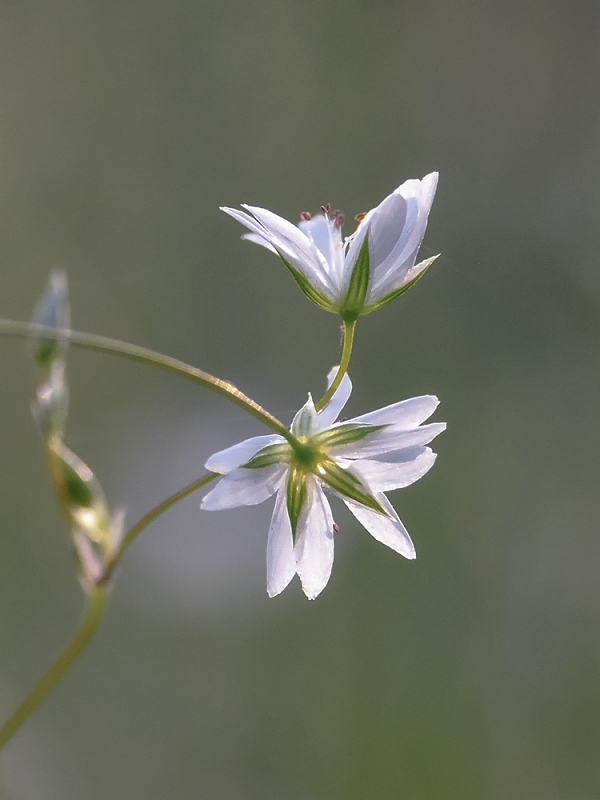 _8220389AMinK.jpg - Z ogrodu natury