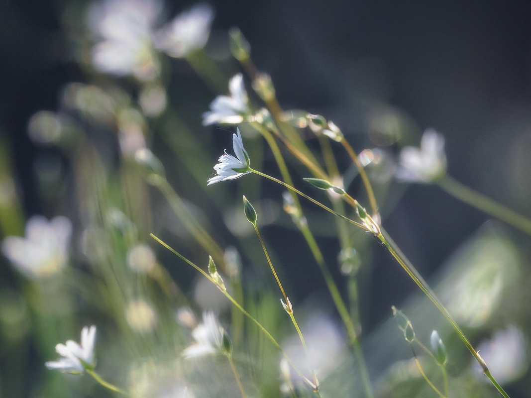 _8220436AMinDK.jpg - Z ogrodu natury