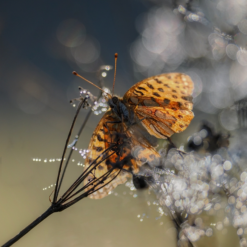 _9100811AkwMinD.jpg - Perłowiec Mniejszy