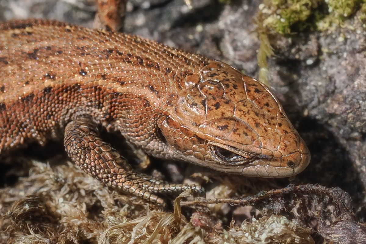 _A150694KOcrop.jpg - Zyworudka