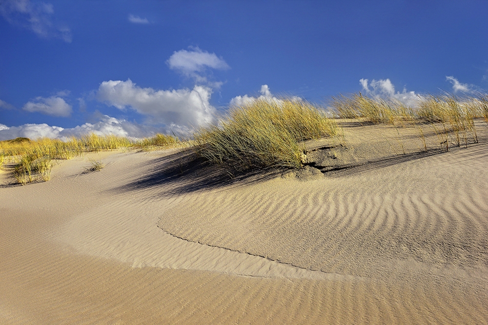 DSC_4263OrgMin.jpg - * Nadmorskie wydmy, Leba *