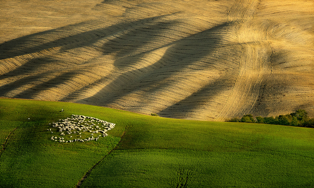 DSC_0386orgksMin.jpg - * Wypas * Toskania, 23 03 2015 zdjecie dnia spolecznosci National Geographic Polska http://www.national-geographic.pl/foto/fotografia/wypas-994512.....25 03 2015 Zdjecie ponownie uhonorowano, tym razem tytulem Zdjecia Tygodnia Redakcji National Geographic Polska