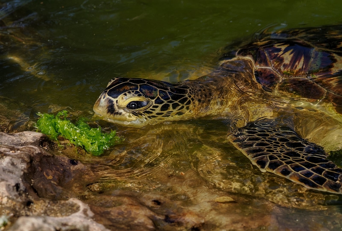6305a025-882e-45e3-91c4-5327e57935db.jpeg - Żółw morski
