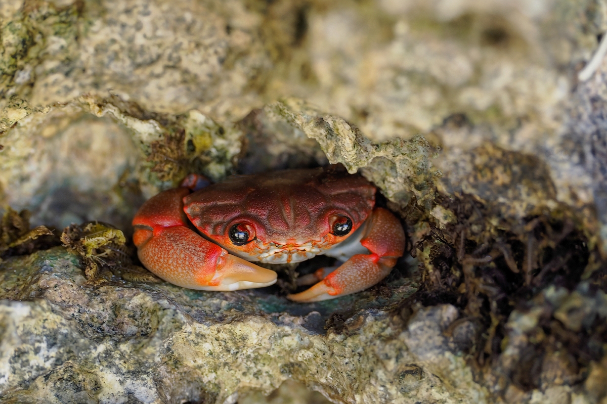 _2170398MinD.jpg - Zanzibar - krab
