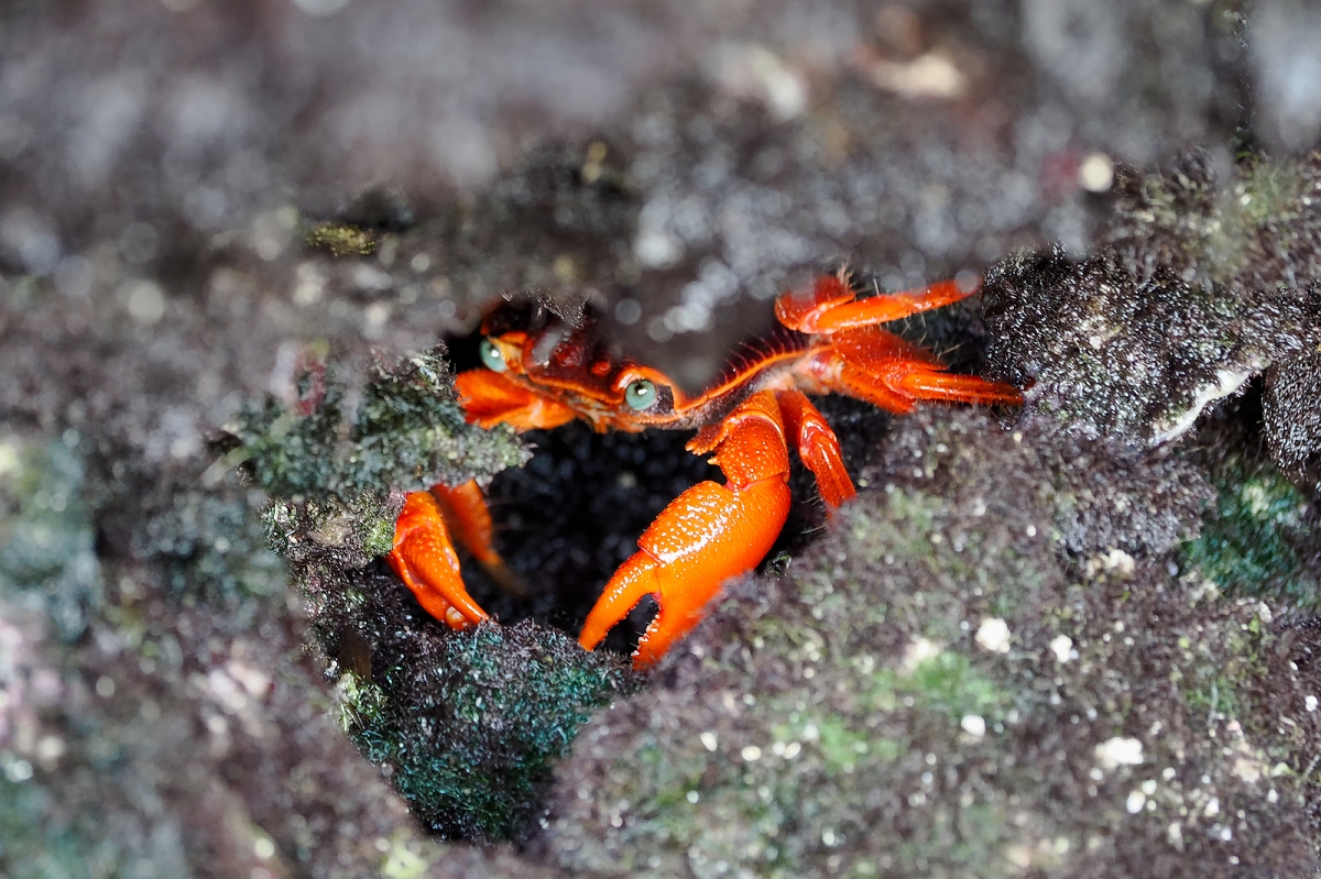 _2170404MinD.jpg - Zanzibar - krab