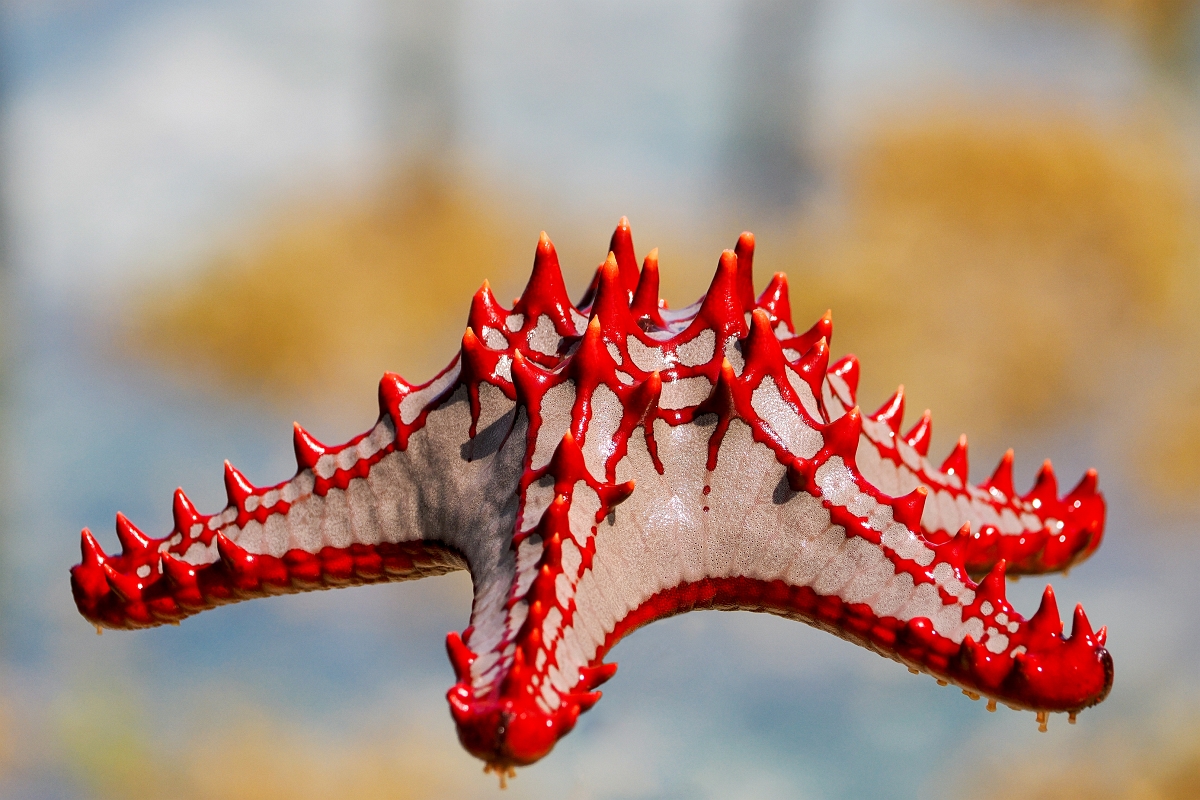 _2220062P.jpg - Rozgwiazda