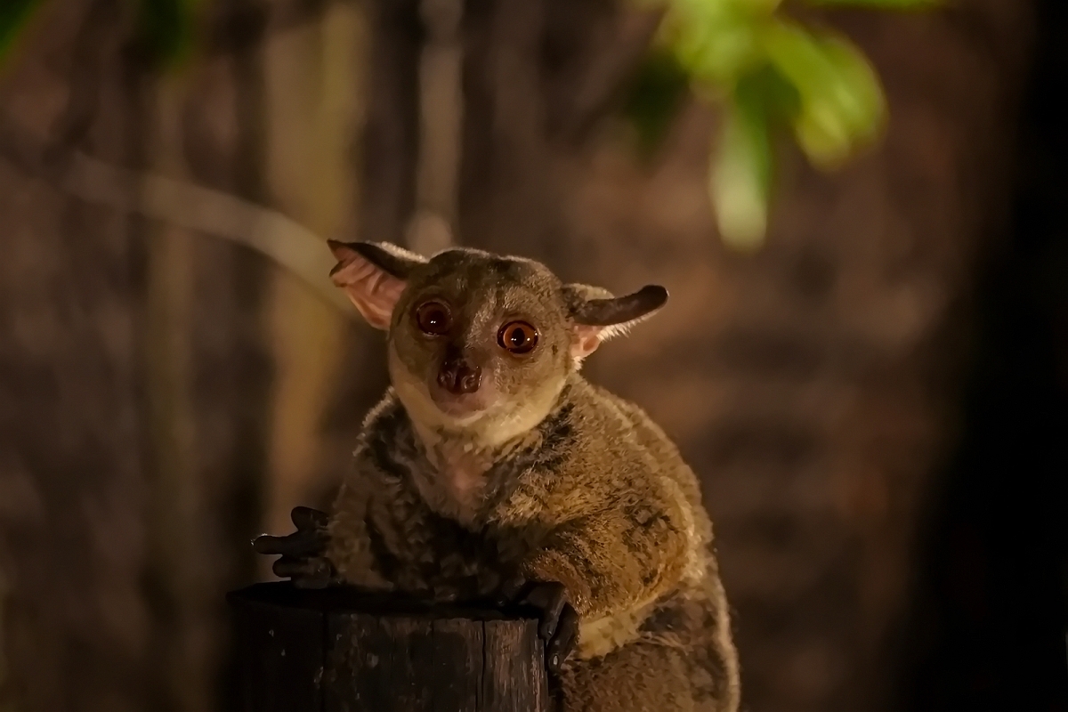 _2240543MinD.jpg - Lemur - "Busch Baby"