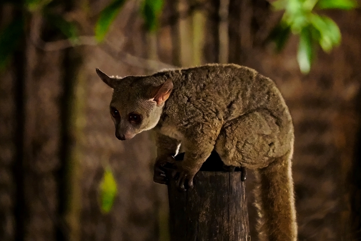 _2240581MinD.jpg - Lemur - "Busch Baby"