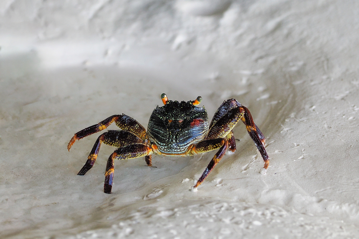 _2250735MinD.jpg - krab palmowy