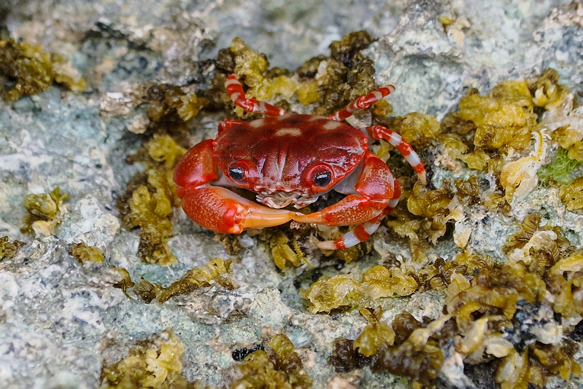 _2250836MinD.jpg - krab czerwony